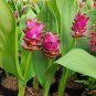 Colorful New Arrival Curcuma Bonsai Flower Plants Rarest Fresh Bonsai Plants 400 Seeds