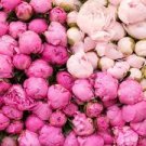 Rare Double Peony Seed Multicolor Perennial Peony Flowers Chinese Paeonia 40 Seeds