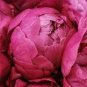 Rare Double Peony Seed Multicolor Perennial Peony Flowers Chinese Paeonia 40 Seeds
