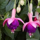 Fuchsia Lanterns 200 Seeds