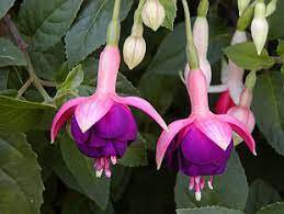 Fuchsia Lanterns 200 Seeds