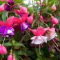 Fuchsia Lanterns 200 Seeds