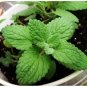 Cat Mint Aromaticpotted Plants Catnip Flores Heirloom Spearmint Herb plantas Aromatic 400 Seeds