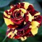 Germany Rare Dragon Rose Bonsai Flowering Plants 400 Seeds