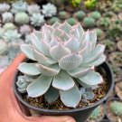 Echeveria Desmetiana Bonsai Rare Succulent Plant Echeveria Peacockii Bonsai  200 Seeds