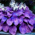 Hosta Plants Perennials Plantain Flower Bonsai Rare Lily Flower White Lace 400 Seeds