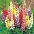 Lupine Bonsai Plants Annual Succulent groundcover Flower 400 Seeds