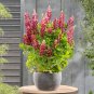 Lupine Bonsai Plants Annual Succulent groundcover Flower 400 Seeds