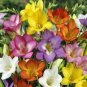 Freesias Bonsai Gorgeous Colorful & Fragrant Plants 200 Seeds