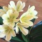 Clivia Miniata Plant Gorgeous Bonsai Rare Bush Lily Flower Bonsai 200 Seeds