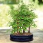 Dawn Redwood Bonsai Tree Grove - Metasequoia Glyptostroboides 200 Seeds