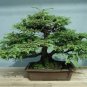 Dawn Redwood Bonsai Tree Grove - Metasequoia Glyptostroboides 200 Seeds