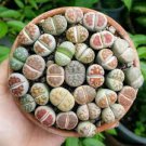 Lithops Plants Mix Varieties Succulents Plants Living Stone Bonsai 400 Seeds