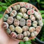 Lithops Plants Mix Varieties Succulents Plants Living Stone Bonsai 400 Seeds