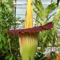 Cut Corpse Bonsai Flower Garden Perennial Potted Plants 200 Seeds