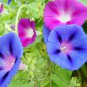Morning Glory Seeds Rare Star Blue Bonsai 200 Seeds