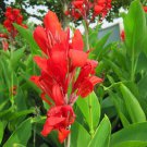 Canna Edulis 10 Seeds