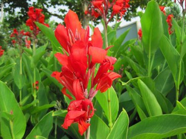 Canna Edulis 10 Seeds