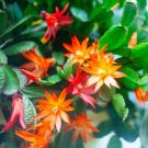 Schlumbergera Flores Christmas Cactus plantas 200 Seeds