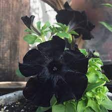 Rare Star Petunia Blue Bonsai Garden and Patio Potted Plant Morning Glory Flowers 200 Seeds
