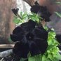 Rare Star Petunia Blue Bonsai Garden and Patio Potted Plant Morning Glory Flowers 200 Seeds