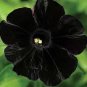 Rare Star Petunia Blue Bonsai Garden and Patio Potted Plant Morning Glory Flowers 200 Seeds