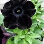 Rare Star Petunia Blue Bonsai Garden and Patio Potted Plant Morning Glory Flowers 200 Seeds