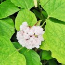 Rare Climbing Plants Jasmine Bonsai Amazing Smell & Beautiful Flowers 400 Seeds