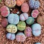 Mix Lithops Plants Mix Varieties Succulents Plants Living Stone Bonsai 400 Seeds