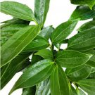 Bonsai Cinnamomum Kotoense Plant 20 Seeds