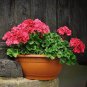 Geranium Bonsai, Perennial Fleur Graine Geranium Flowers 200 Seeds