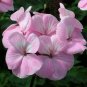 Geranium Bonsai, Perennial Fleur Graine Geranium Flowers 200 Seeds