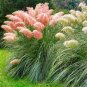 Mixed Colors Pampas Grass Plant Bonsai Balcony Colorful Grass Flores 400 Seeds