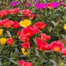 Exotic Portulaca Grandiflora 200 Seeds