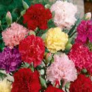 Exotic Multicolored Dianthus Caryophyllus Bonsai Balcony Carnation 600 Seeds