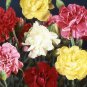 Exotic Multicolored Dianthus Caryophyllus Bonsai Balcony Carnation 600 Seeds