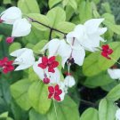 Clerodendrum Thomsonae Bonsai Purple Double Petals Fuchsia Potted Flower 200 Seeds