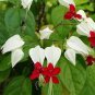 Clerodendrum Thomsonae Bonsai Purple Double Petals Fuchsia Potted Flower 200 Seeds