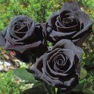 China Rare Black Rose Flower Bonsai 300 Seeds