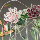 Hoya Flower Flores Rare Perennial Plant 200 Seeds