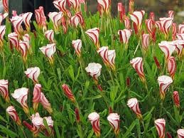 Rare Oxalis Versicolor Plants World's Rare 200 Seeds