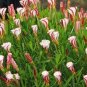 Rare Oxalis Versicolor Plants World's Rare 200 Seeds