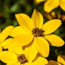 Bidens Ferulifolia Golden Eye Flower 100 Seeds
