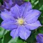Clematis Bulbs Blue Climbing 4 Seeds