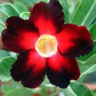 Pink Black White Desert Rose 8 Seeds