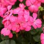 Kasuki Seed Flower Flores Exotic Indoor Seed Lavendar Geranium Rosa 200 Seeds