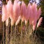 Promotion Mixed Colors Pampas Grass Plant Bonsai Balcony Colorful Grass Flores 400 Seeds