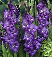Big Violet Gladiolus Bonsai Garden Plants Potted Flowers Orchids Purple 200 Seeds