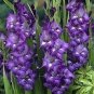 Big Violet Gladiolus Bonsai Garden Plants Potted Flowers Orchids Purple 200 Seeds
