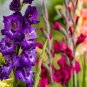Big Violet Gladiolus Bonsai Garden Plants Potted Flowers Orchids Purple 200 Seeds